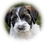Een nieuwe pup