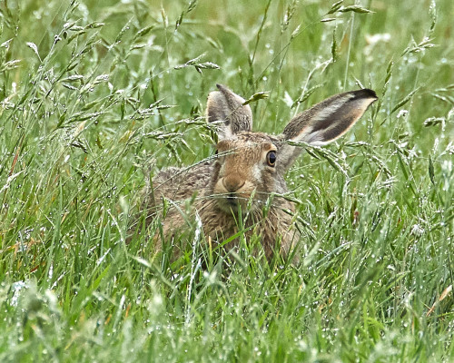 Dierenartsenpraktijk Konijnenziekte RHD/VHD